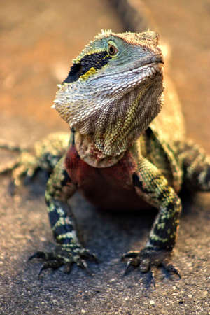 Iguana
の写真素材