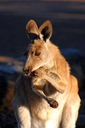 A kangaroo
の写真素材