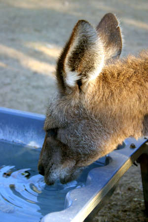 A kangaroo is a marsupial from the  Macropodidae\r\n