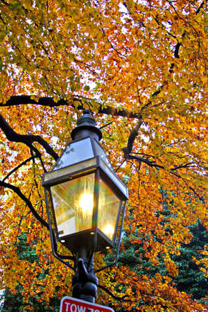 Stock image of fall foliage at Boston Public Garden
の写真素材