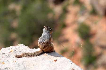 Grand Canyon National Park (South Rim), USA
の写真素材