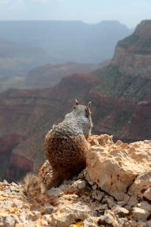Grand Canyon National Park (South Rim), USA
の写真素材