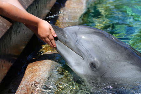 Stock image of dolphinの写真素材