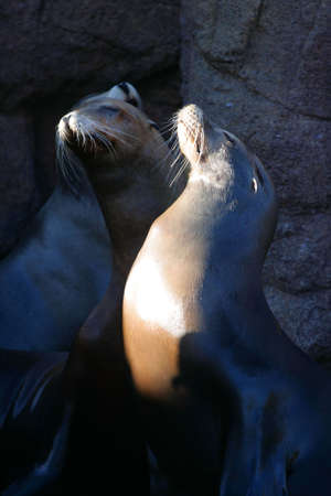 Stock image of sea lion
の写真素材