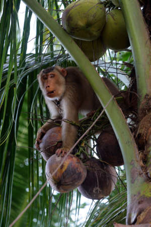 Monkeys trained to pluck coconuts (Kelantan, Malaysia)
の写真素材