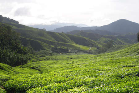 Tea plantation at the Cameron Highland, Malaysia
の写真素材