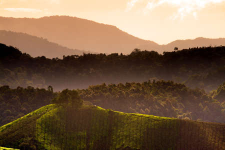 Tea plantation at the Cameron Highland, Malaysia
の写真素材