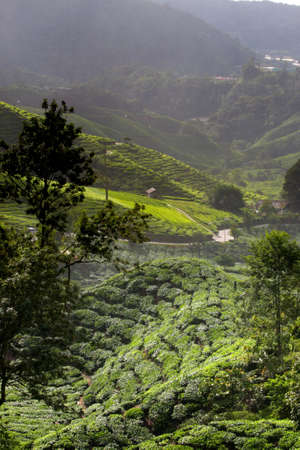 Tea plantation at the Cameron Highland, Malaysia
の写真素材