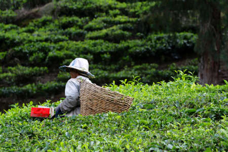 Tea plantation at the Cameron Highland, Malaysia
の写真素材