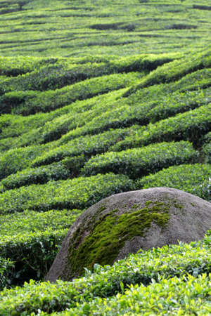 Tea plantation at the Cameron Highland, Malaysia
の写真素材