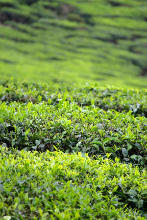 Tea plantation at the Cameron Highland, Malaysia
の写真素材