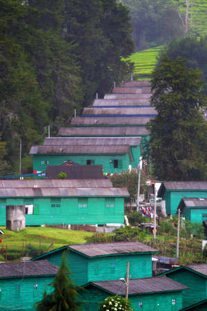 Tea plantation at the Cameron Highland, Malaysia
の写真素材