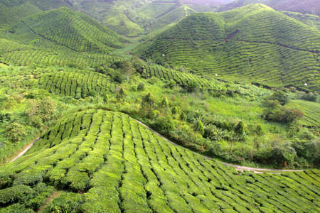 Tea plantation at the Cameron Highland, Malaysia
の写真素材