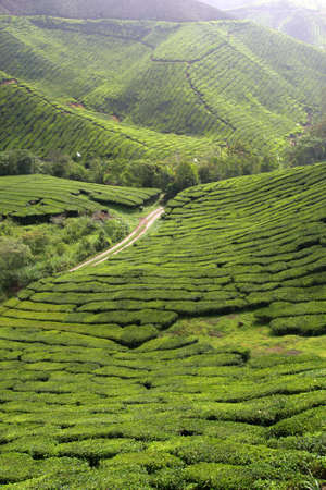 Tea plantation at the Cameron Highland, Malaysia
の写真素材