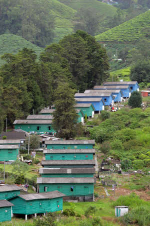Tea plantation at the Cameron Highland, Malaysia
の写真素材