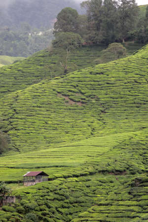 Tea plantation at the Cameron Highland, Malaysia
の写真素材