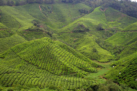 Tea plantation at the Cameron Highland, Malaysia
の写真素材