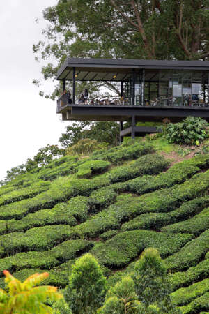 Tea plantation at the Cameron Highland, Malaysia
の写真素材