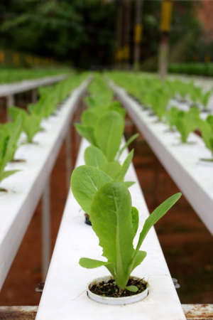 Hydrophonic Plantation at Cameron Highlands, Malaysia
の写真素材