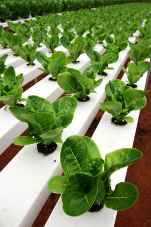 Hydrophonic Plantation at Cameron Highlands, Malaysia
の写真素材