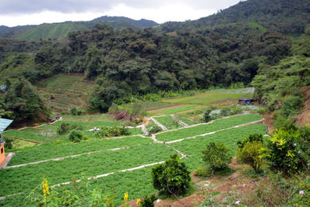 vegetable Farm at Cameron Highlands, Malaysia
の写真素材