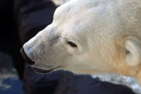 Stock image of polar bear
の写真素材
