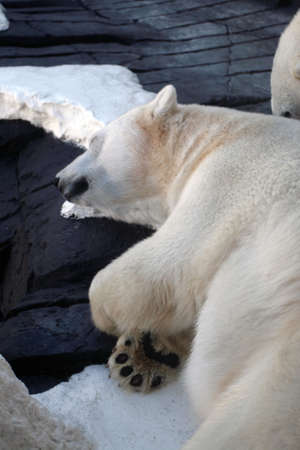 Stock image of polar bear
の写真素材