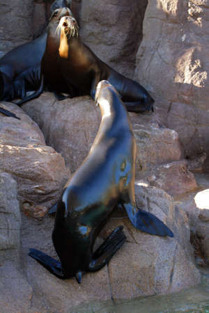 Stock image of sea lion
の写真素材