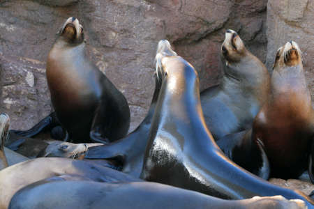 Stock image of sea lion
の写真素材