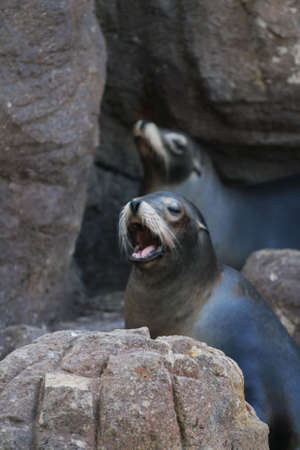 Stock image of sea lion
