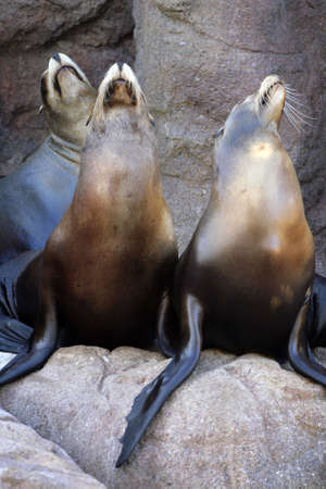 Stock image of sea lion
の写真素材