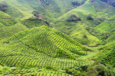 Tea plantation at the Cameron Highland, Malaysia
の写真素材