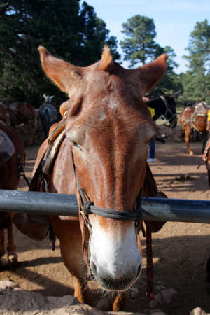 Mule at the Grand Canyon National Park
の写真素材