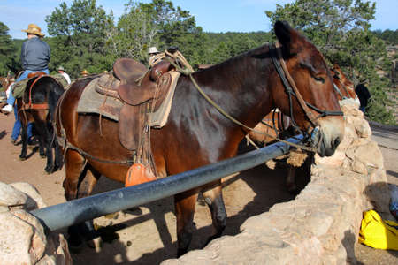 Mule at the Grand Canyon National Park
の写真素材