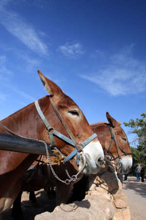 Mule at the Grand Canyon National Park
の写真素材