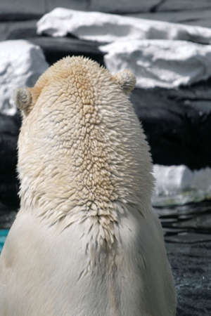 Stock image of polar bear
の写真素材
