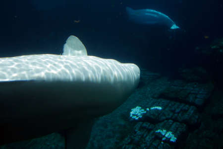 Stock image of white beluga whale 
の写真素材