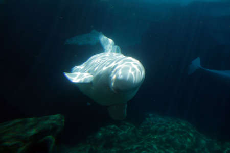 Stock image of white beluga whale 
の写真素材
