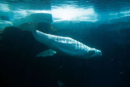 Stock image of white beluga whale 
の写真素材