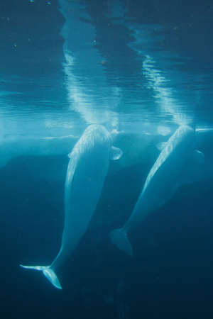 Stock image of white beluga whale 
の写真素材