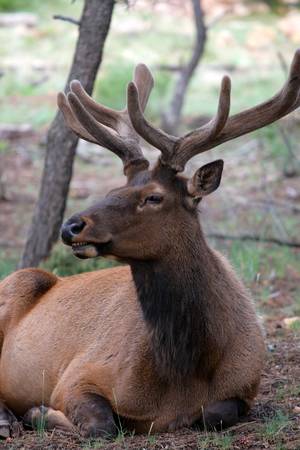 Mule deers at Grand Canyon National Park, US
の写真素材