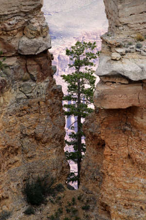 Grand Canyon National Park (South Rim), USA
の写真素材