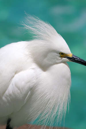 Stock image of heron
の写真素材