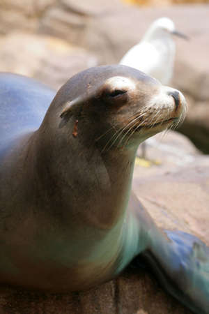 Stock image of seal
の写真素材