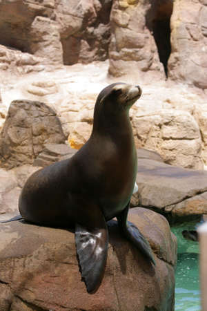 Stock image of seal
の写真素材