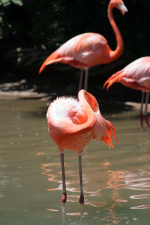 Stock image of flamingo
の写真素材