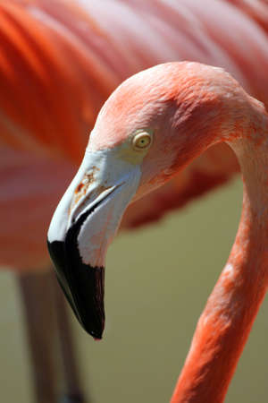 Stock image of flamingo
の写真素材