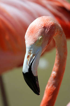 Stock image of flamingo
の写真素材