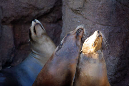 Stock image of sea lion
