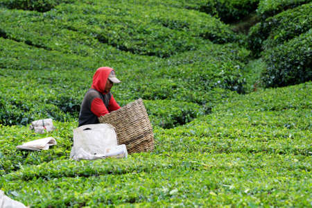 Tea plantation at the Cameron Highland, Malaysia
